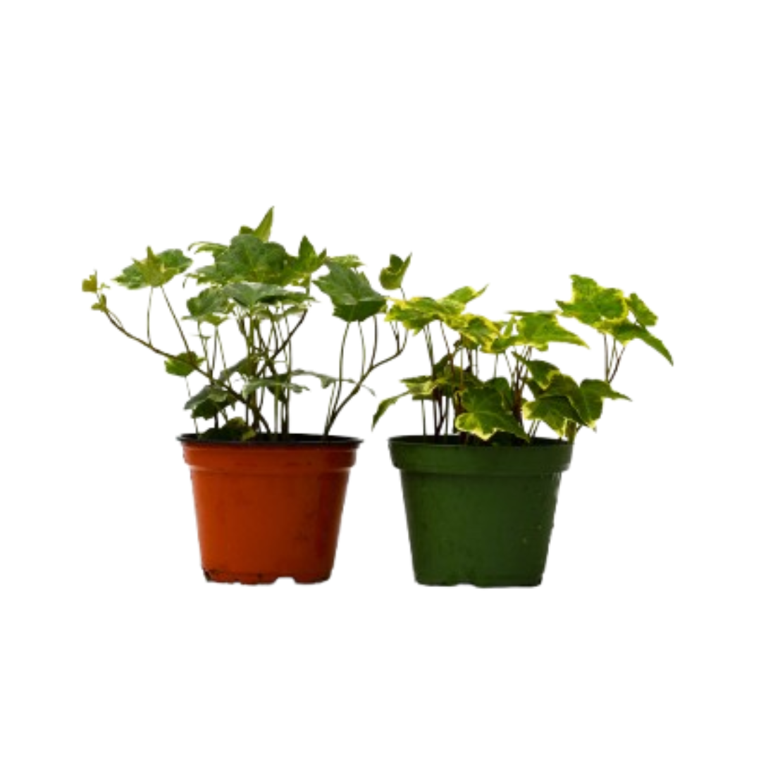 2 English Ivy Variety Pack - 4