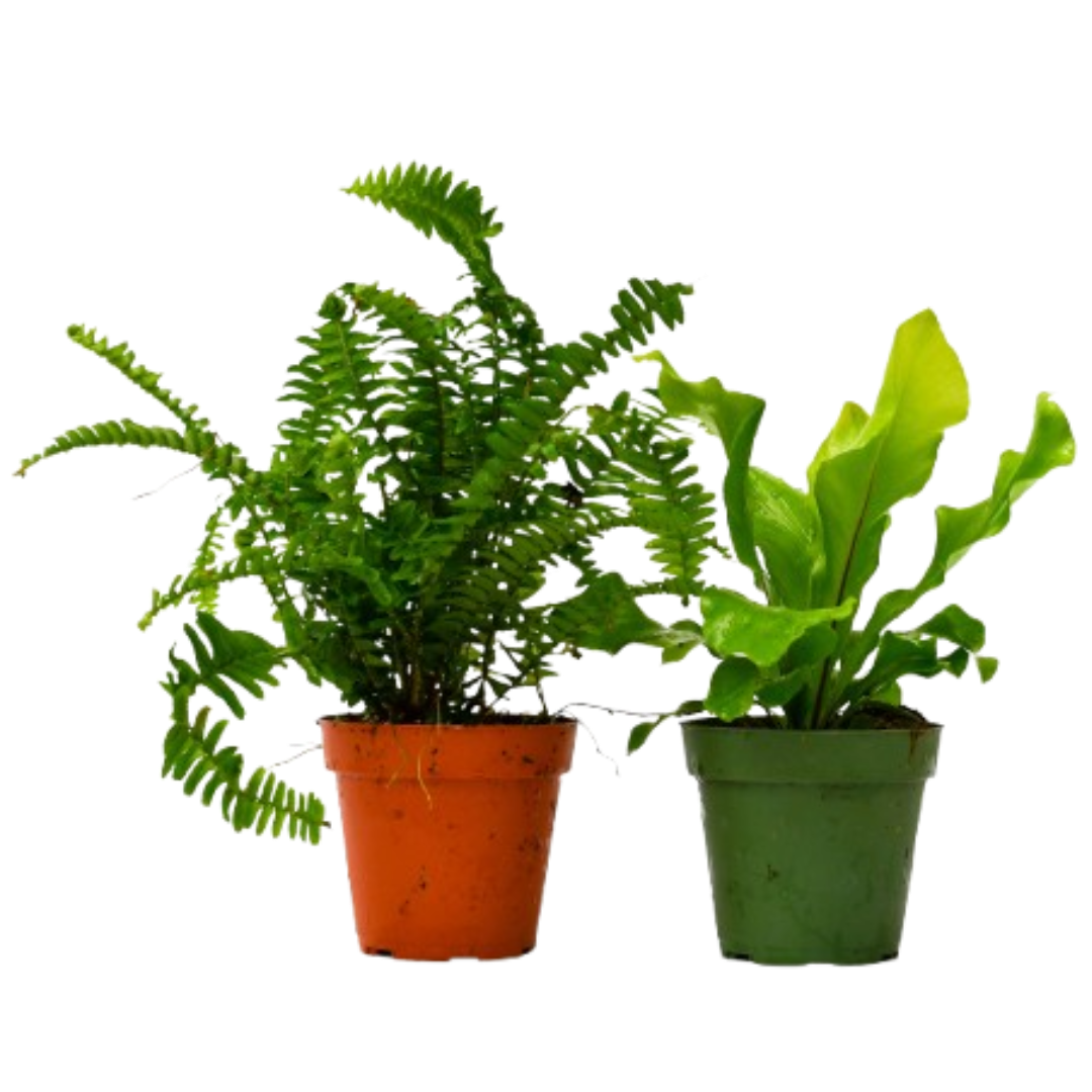 2 Fern Variety Pack - 4