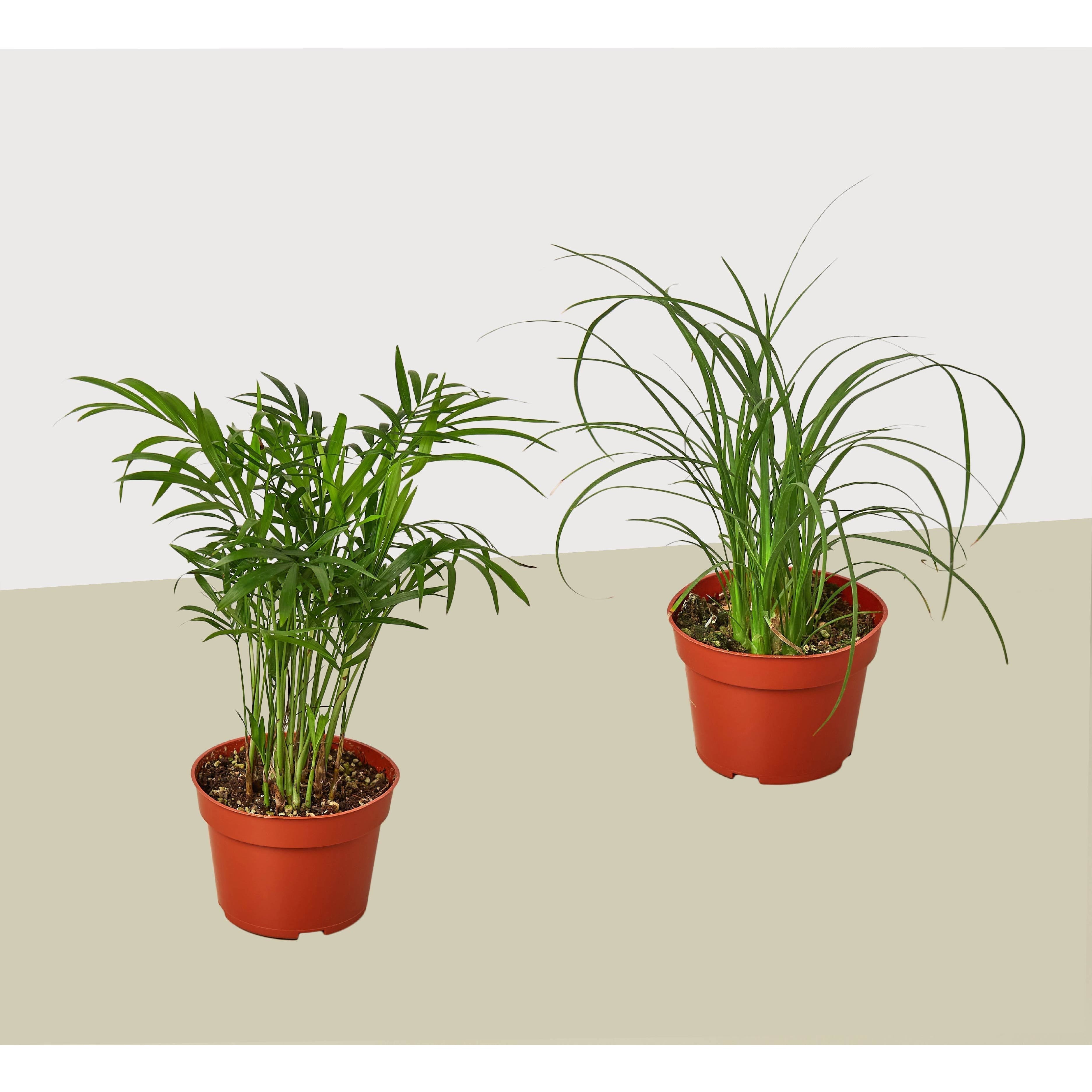 2 Palm Variety Pack / 4