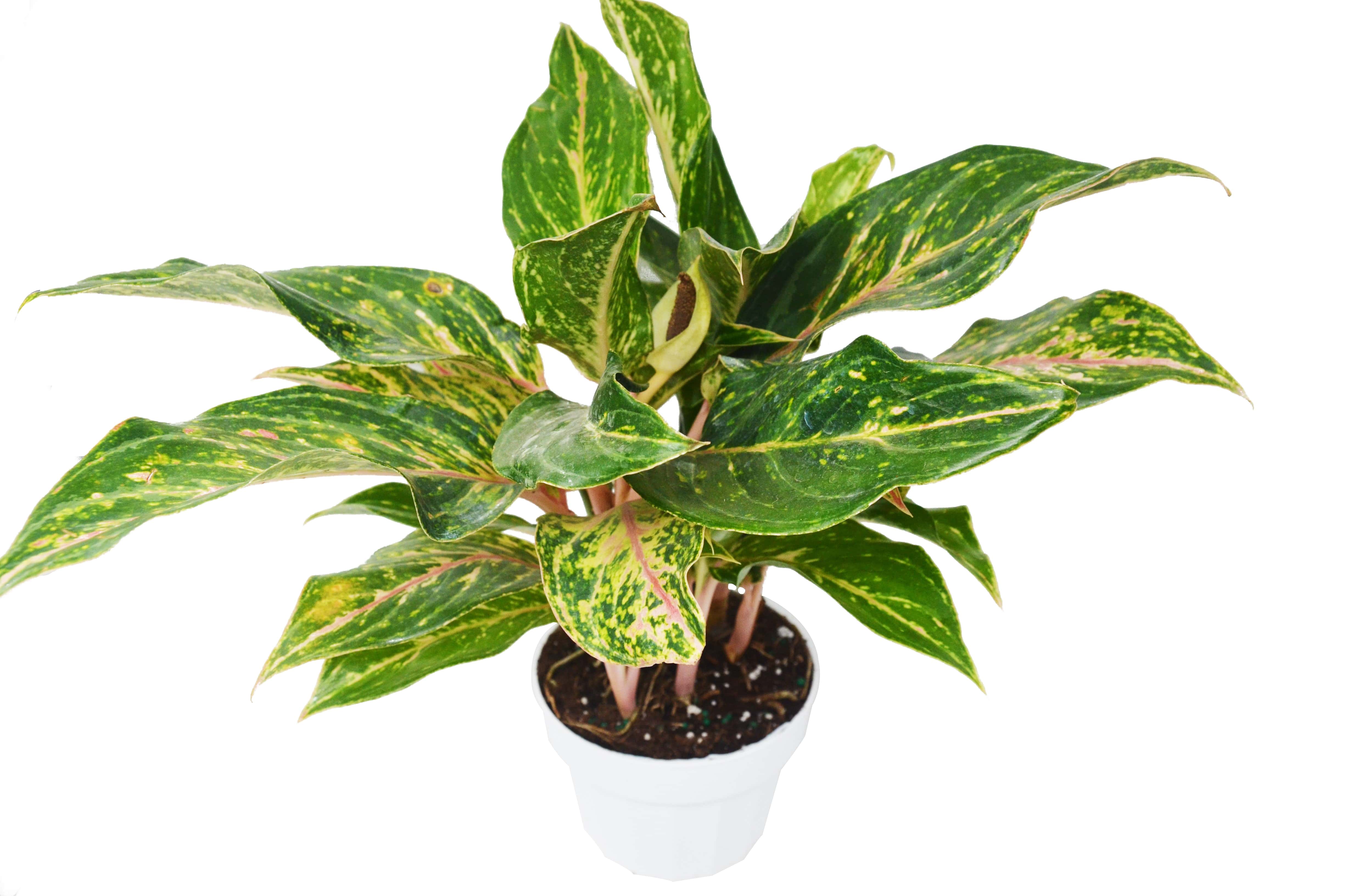 Chinese Evergreen 'Sparkling Sarah' - 6