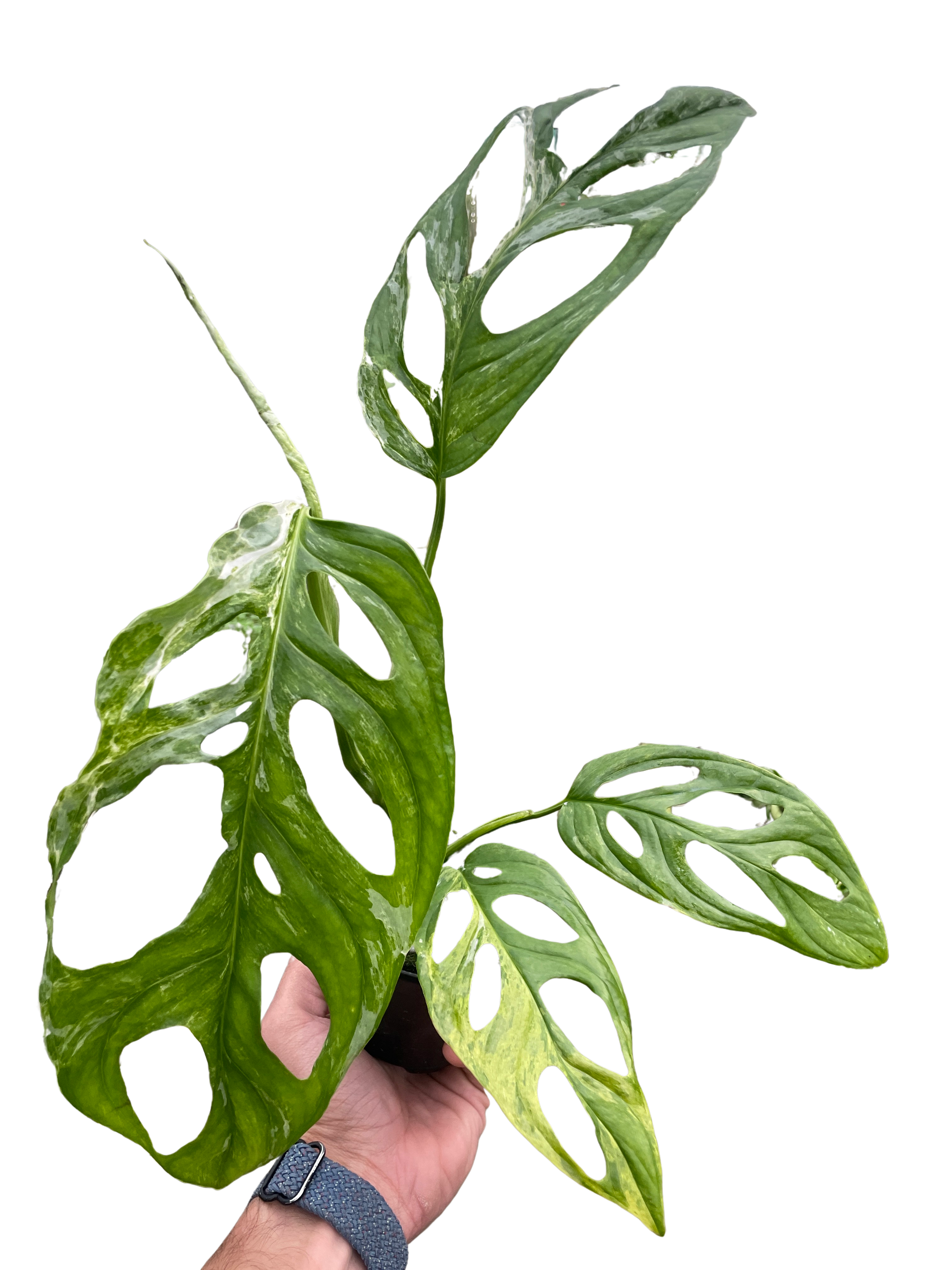 Monstera Adansonii 'Swiss Cheese Variegated'