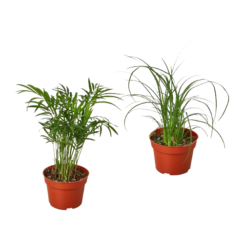 2 Palm Variety Pack / 4