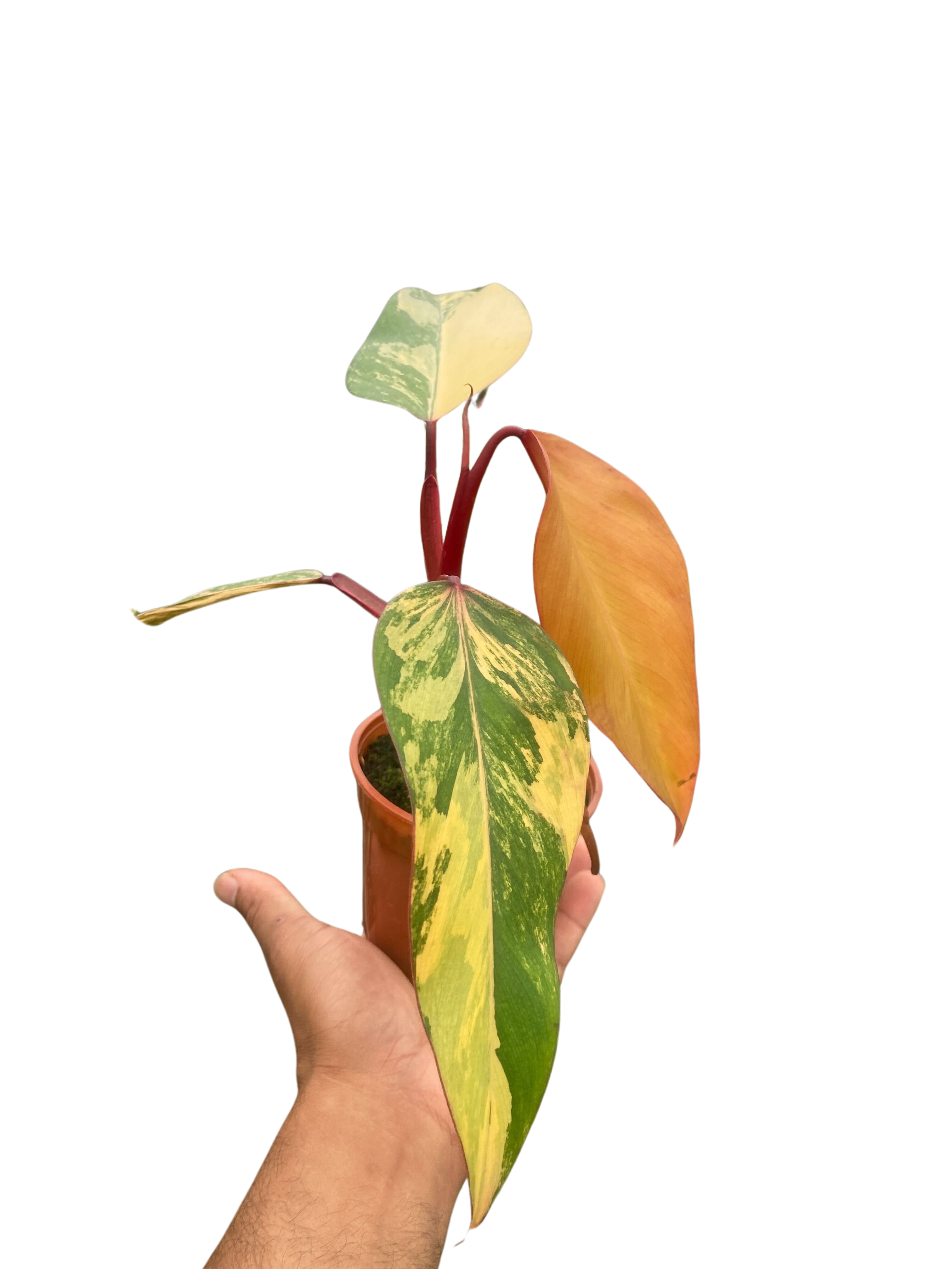 Philodendron 'Strawberry Shake'