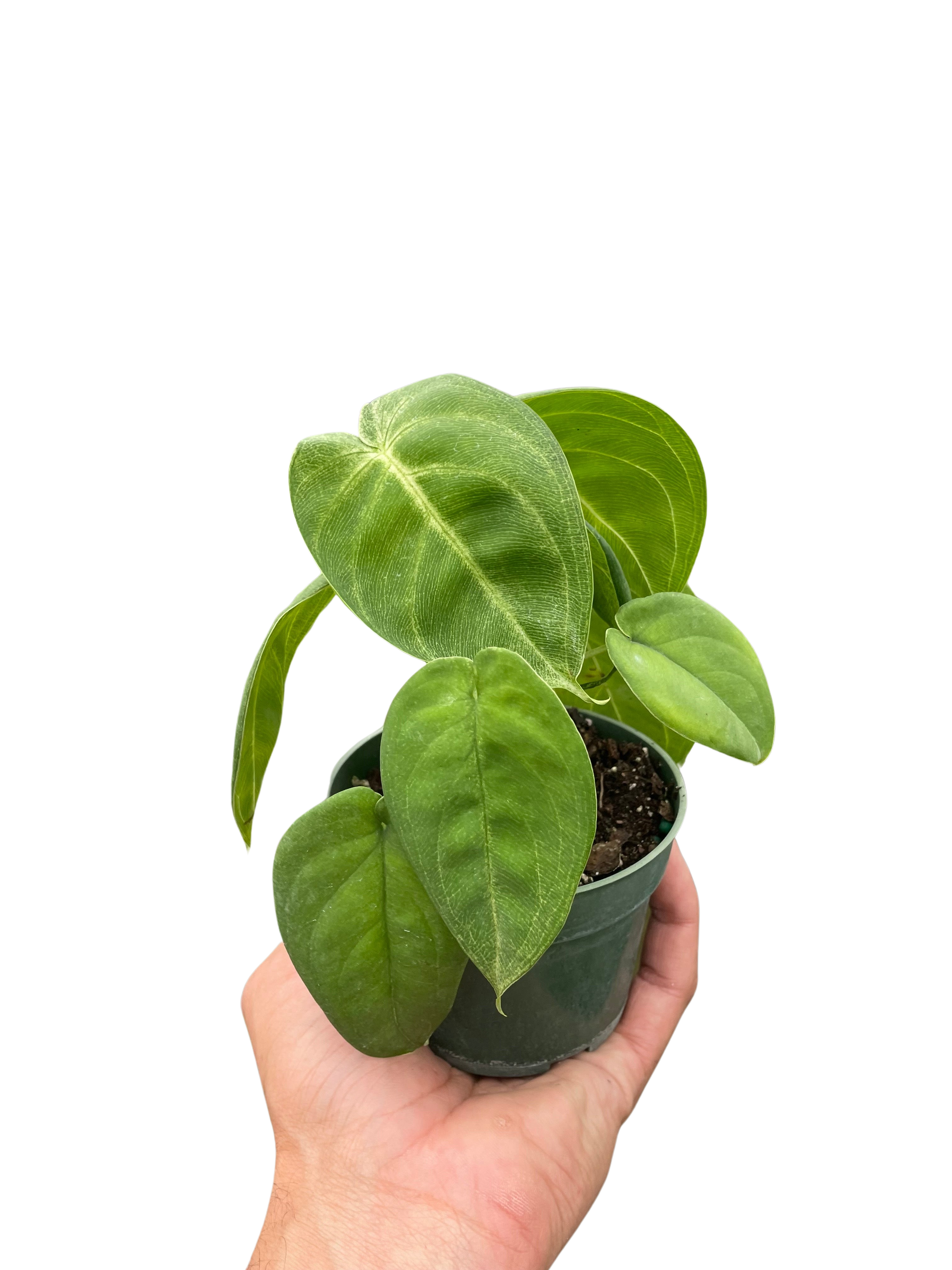 Syngonium 'Ice Frost'