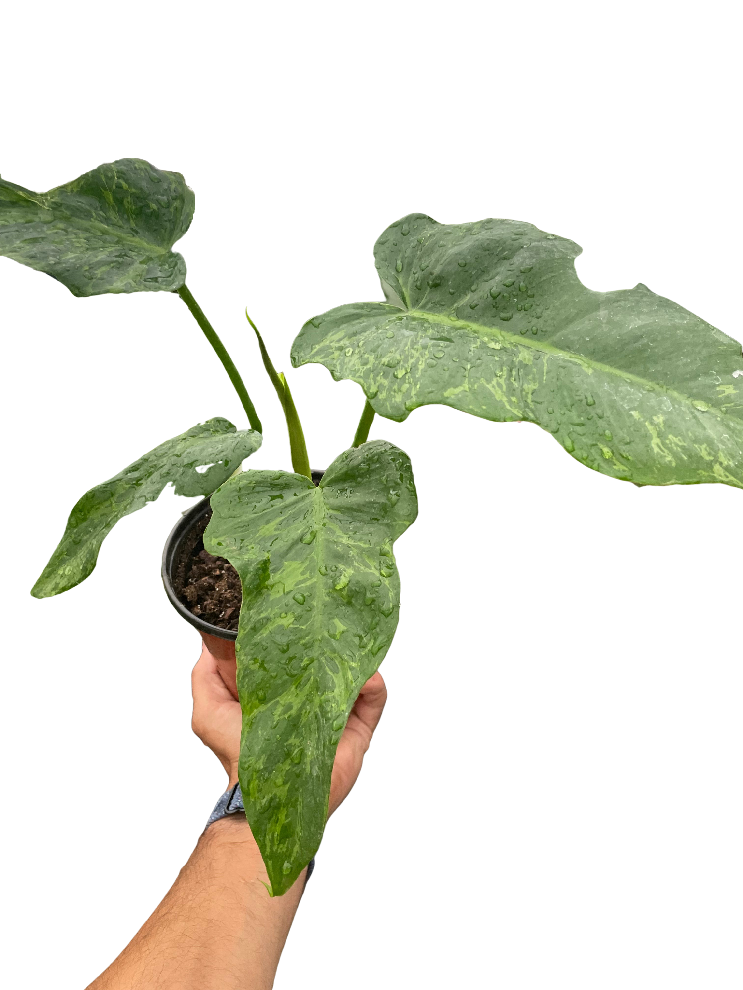 Philodendron 'Golden Dragon'