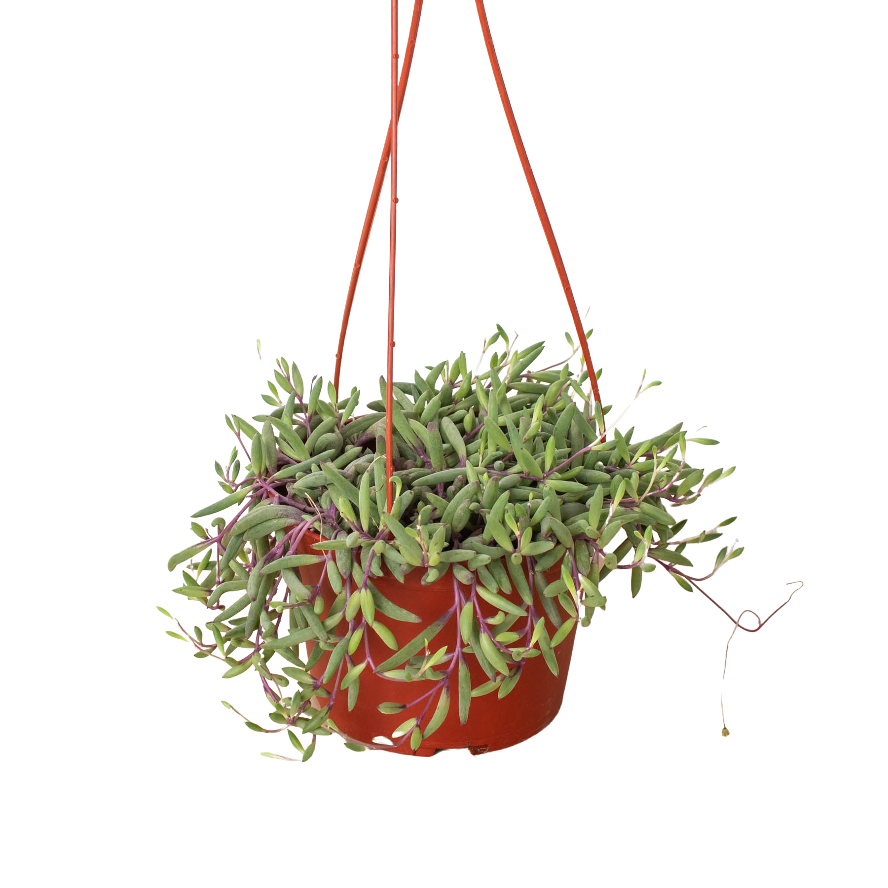 String of Rubies - 6