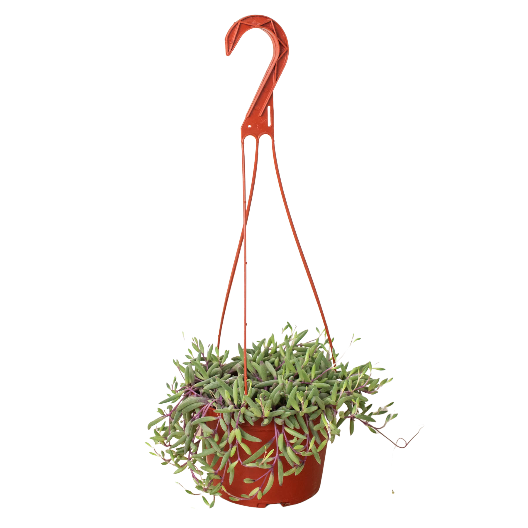 String of Rubies - 6