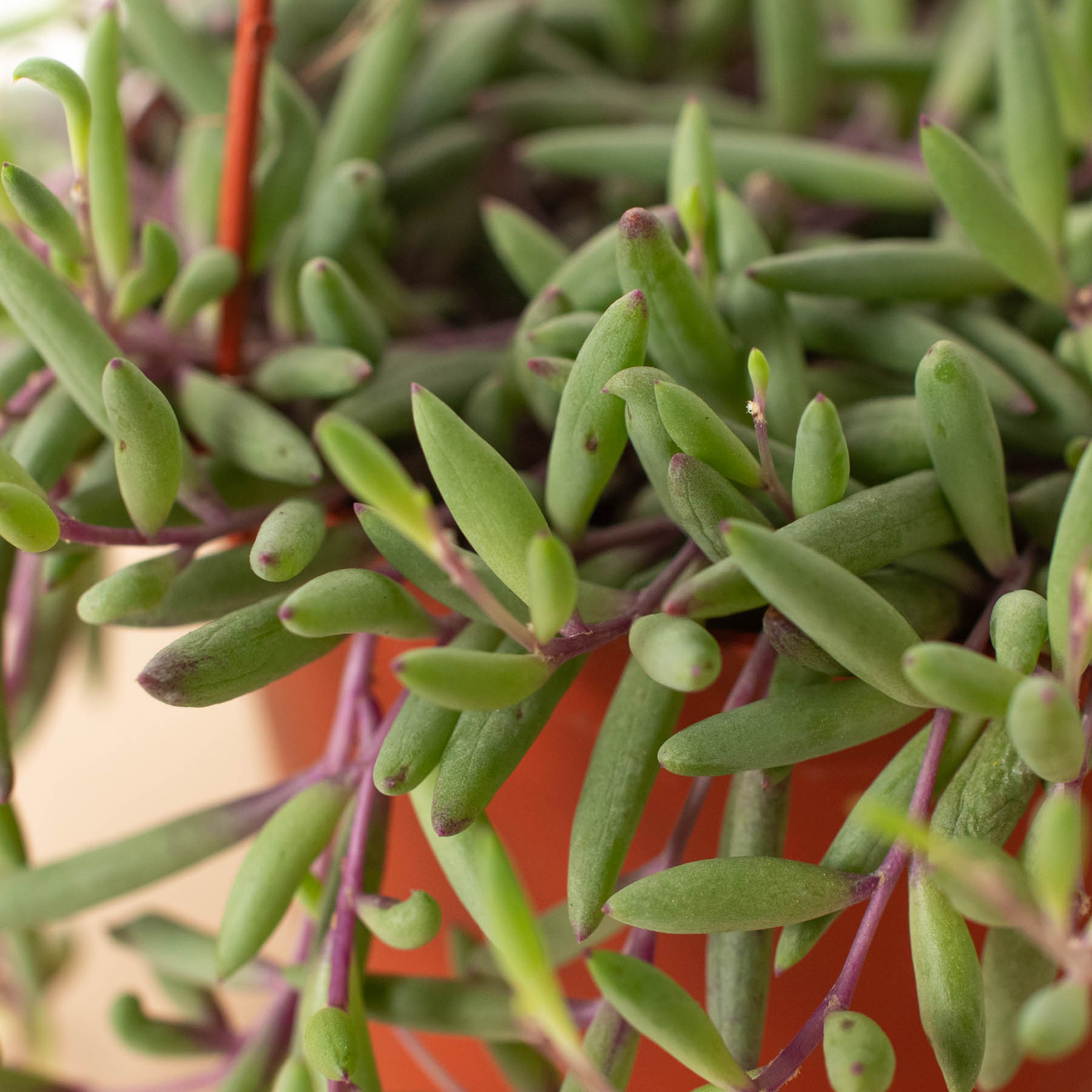 String of Rubies - 6