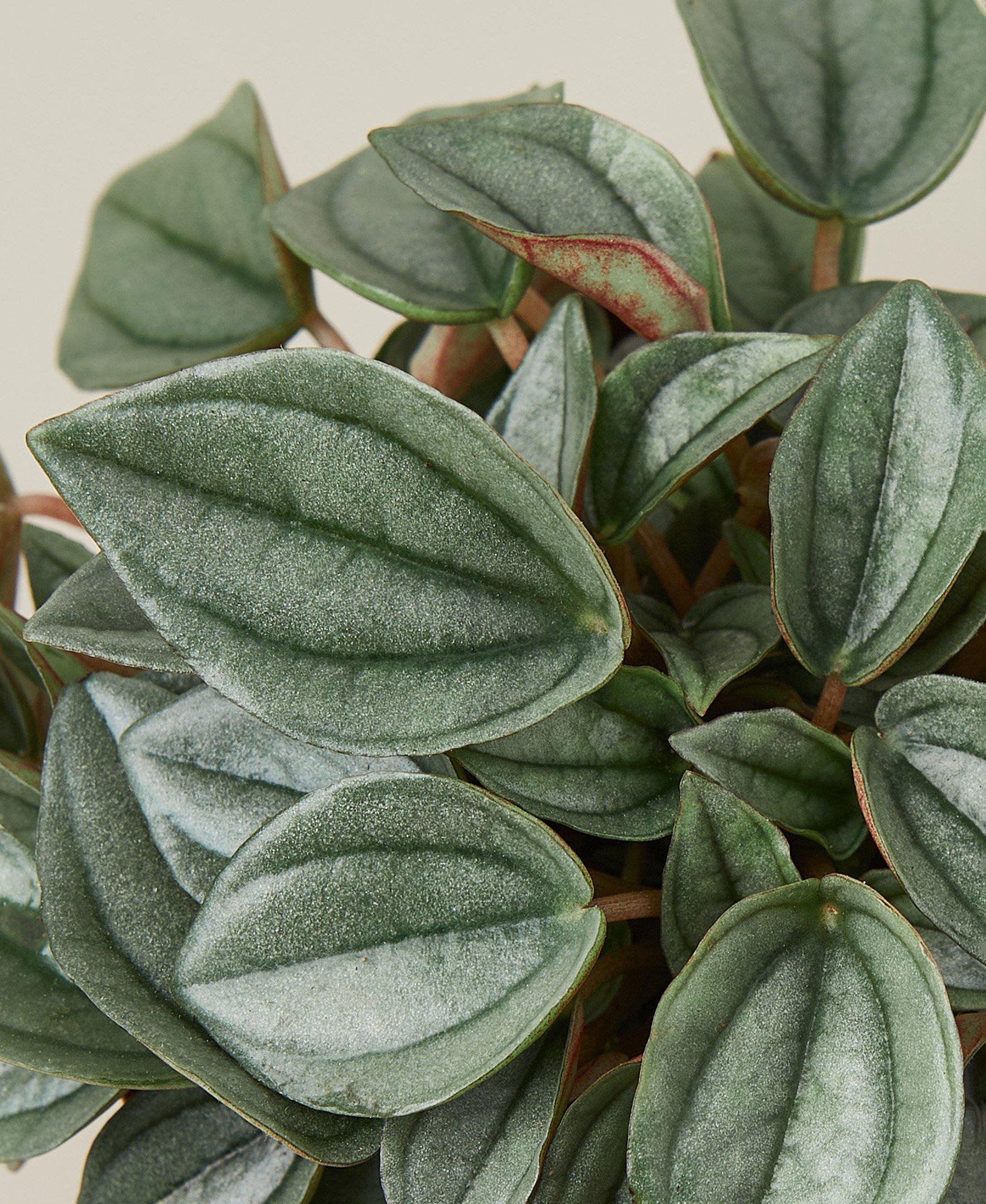 Peperomia 'Napoli Nights' - 4