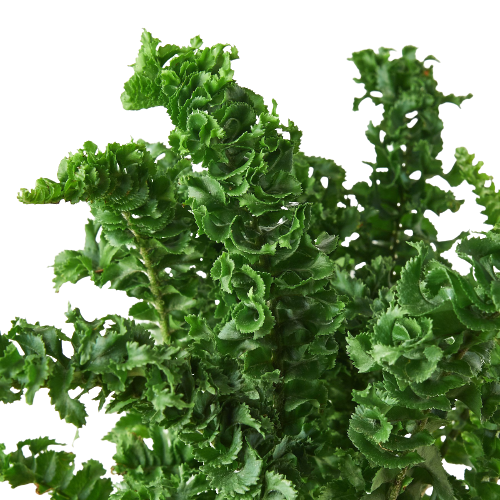 'Emina' Fern - 4
