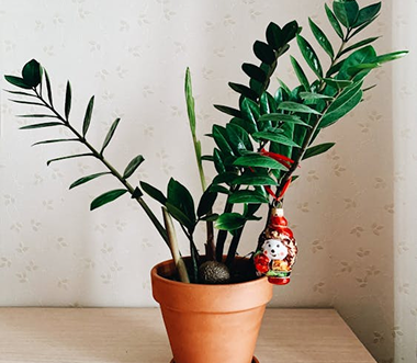 Houseplants for Beginners: A Fresh Start to Greener Living
