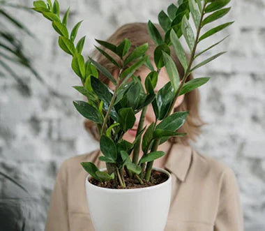 Low-Light Indoor Plants That Thrive Without Sunlight