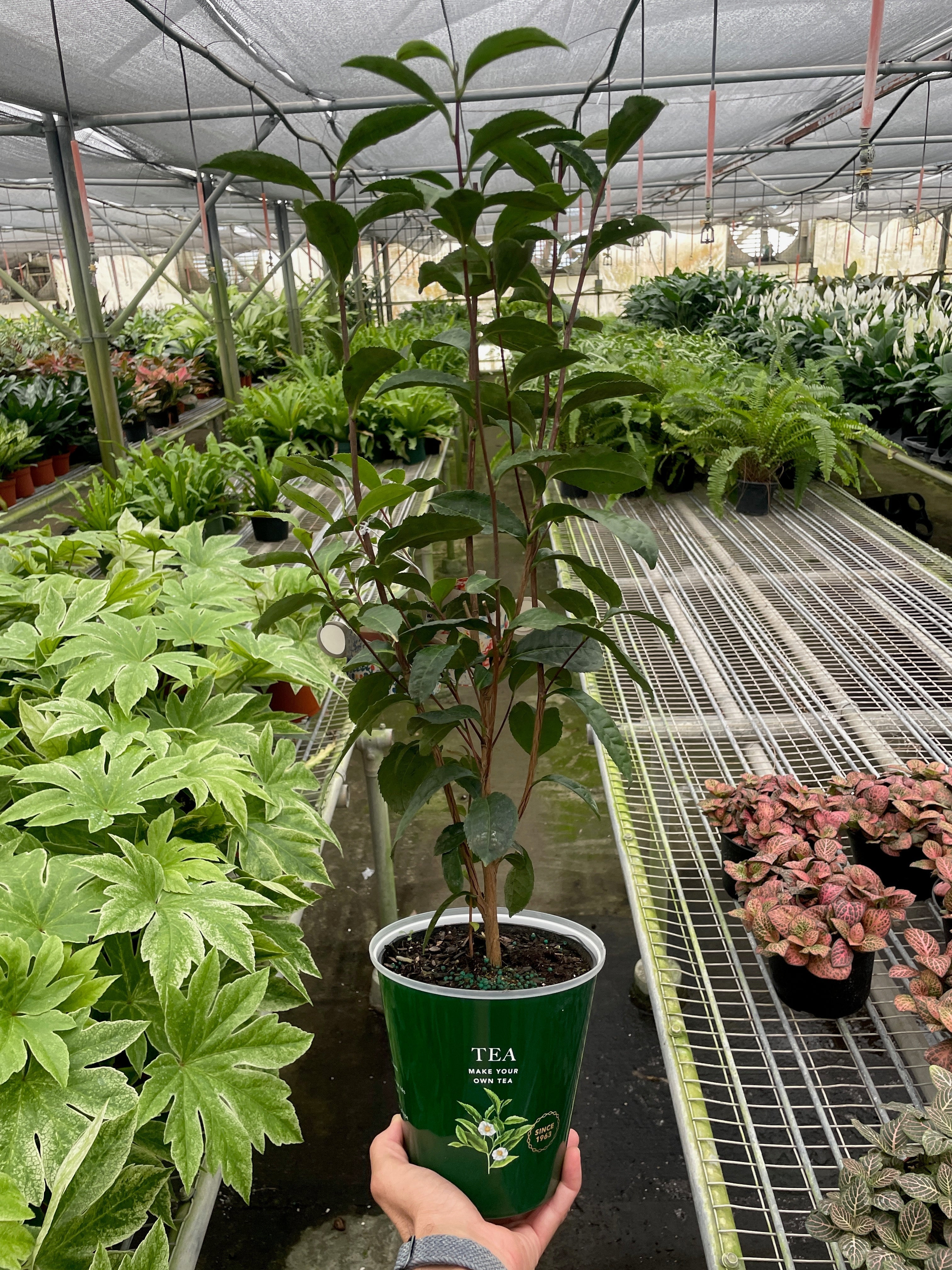 ED Tea – Wild Groves